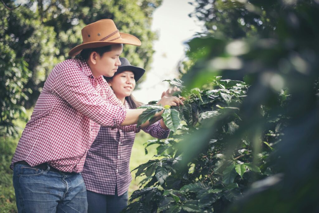 Young farmer Coffee is harvesting coffee berries in coffee farm.